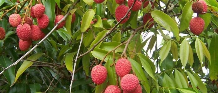 beyond the litchi unearthing the hidden gems of food in muzaffarpur india