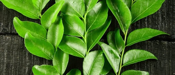 Curry Leaf 1 curry leaf