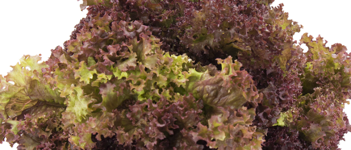 Lollo Rosso 1 lollo rosso