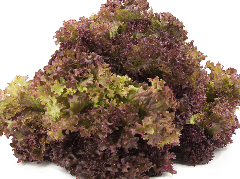 Lollo Rosso 8 lollo rosso