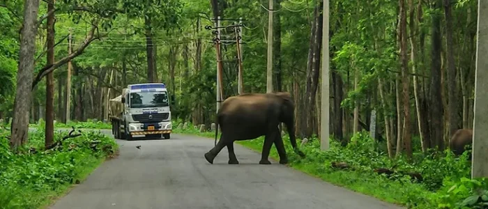 unveiling the authentic flavors your essential guide to food in tumkur india