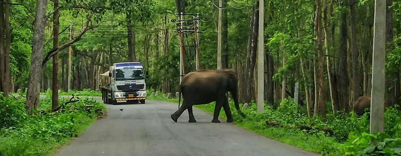 unveiling the authentic flavors your essential guide to food in tumkur india